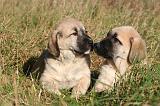 KANGAL 075